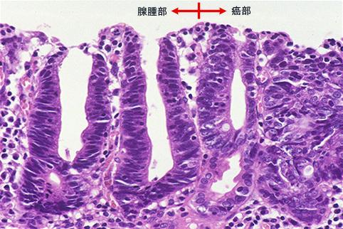 画像ID:7029