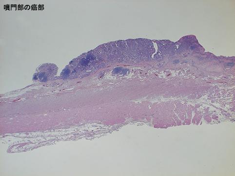 画像ID:7448
