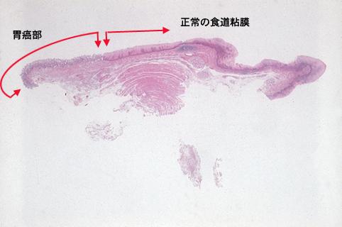 画像ID:7482