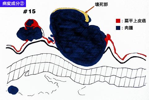 画像ID:7524
