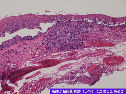 画像ID:7960