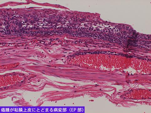 画像ID:7962