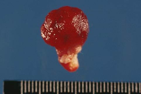 画像ID:8135