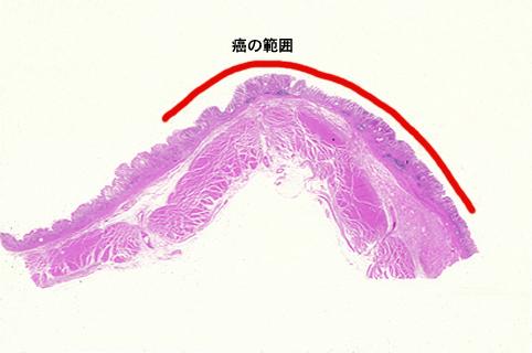 画像ID:8253