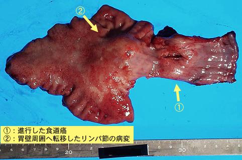 画像ID:8343
