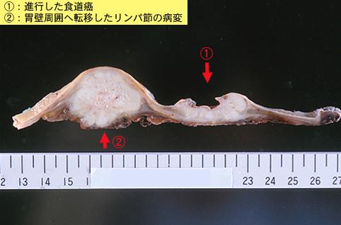 画像ID:8351