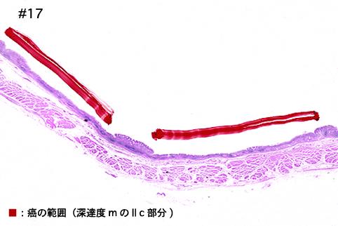 画像ID:8515