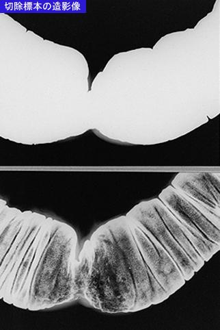 画像ID:8604