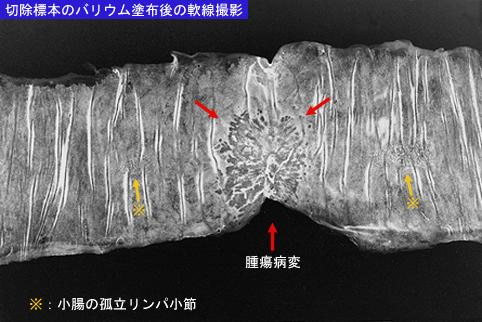画像ID:8608