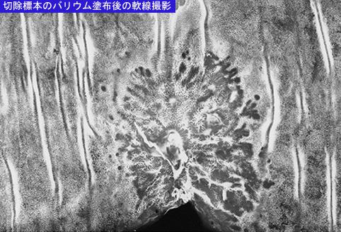 画像ID:8609
