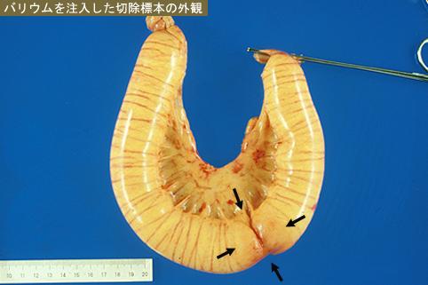 画像ID:8610