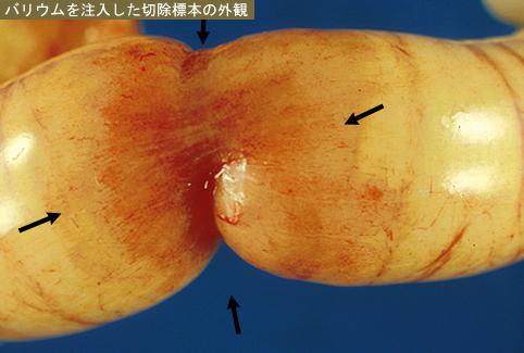 画像ID:8612