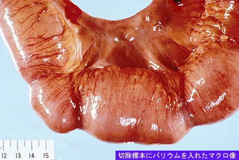 画像ID:8656