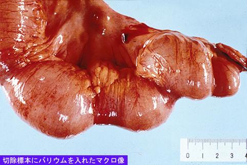 画像ID:8657