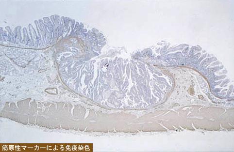 画像ID:8712