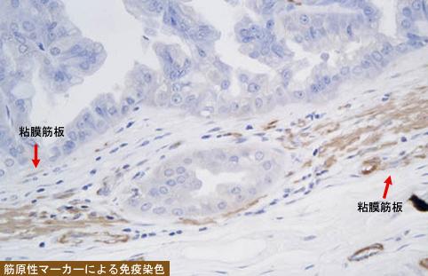 画像ID:8714