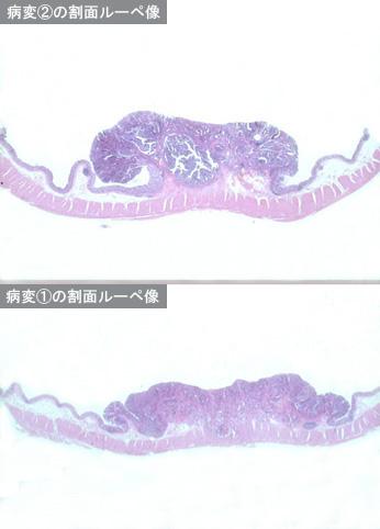 画像ID:8991