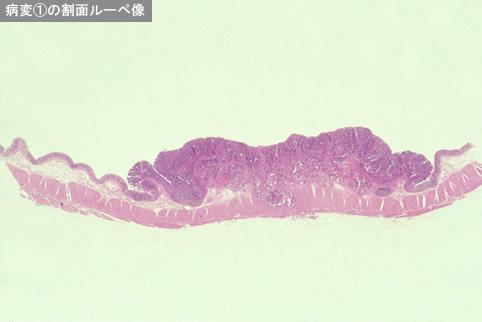 画像ID:8992