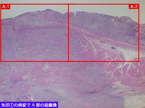 画像ID:9036