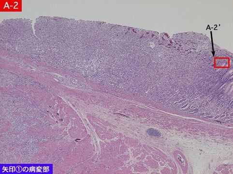 画像ID:9038