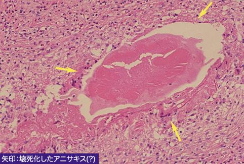 画像ID:9452