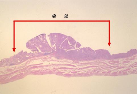 画像ID:9905