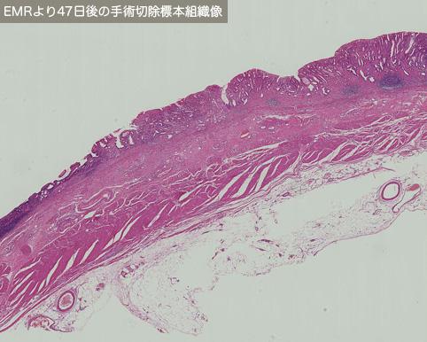 画像ID:10218