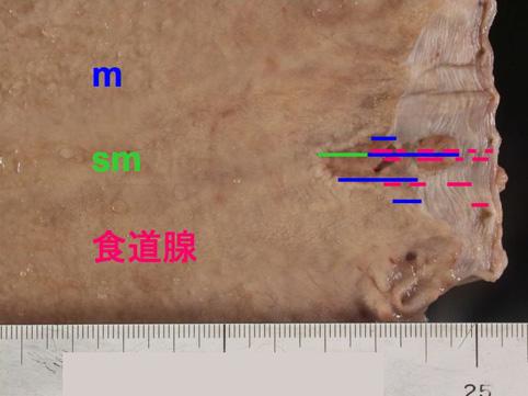 画像ID:10600