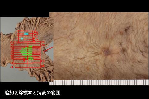 画像ID:10988