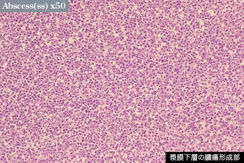 画像ID:11063
