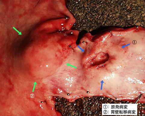画像ID:11210