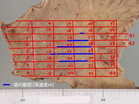 画像ID:11239