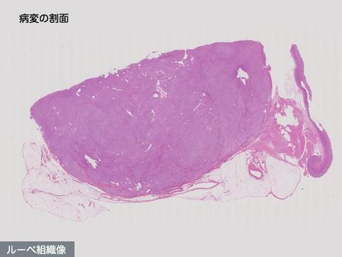 画像ID:11350