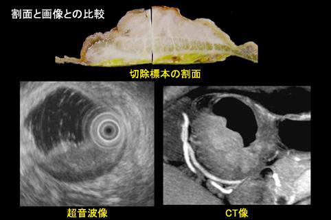 画像ID:11391