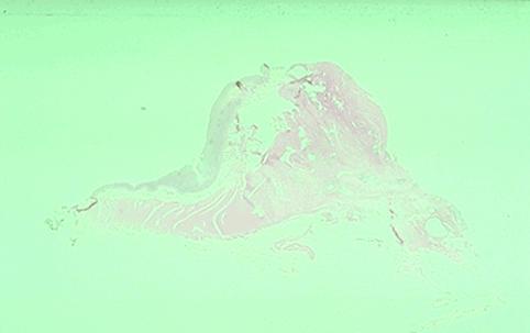 画像ID:882